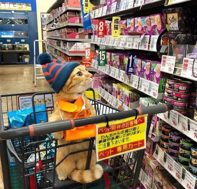 带猫一起逛宠物超市,面对的琳琅满目的猫零食,主子眼睛都直了!