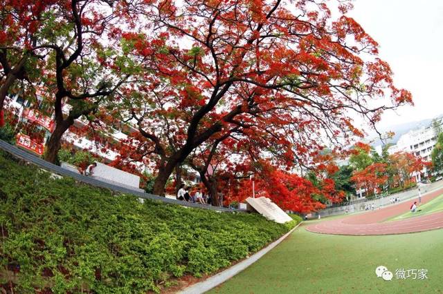 为你疯狂打call巧家网红凤尾花你怎么这么好看