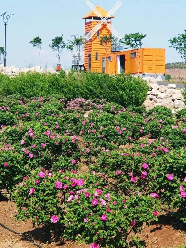 五一来这里!潍坊家门口的打卡胜地,薰衣草都开好了,美的不像话