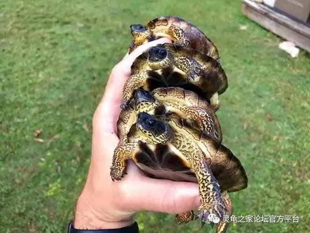 皇冠木纹龟rhinoclemmys diademata,无亚种.分布于哥伦比亚,委内瑞拉.