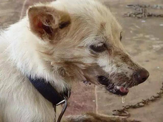 狂犬病並非只有狗能傳染貓也是傳播源預防狂犬需瞭解七點常識