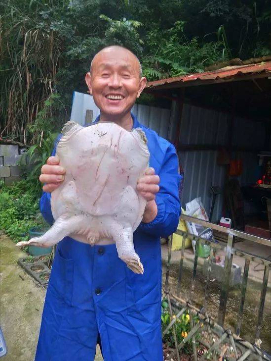 鳖"的说法 可见龟类的寿命是很长的 近日瑞金有人发现了一只巨型甲鱼