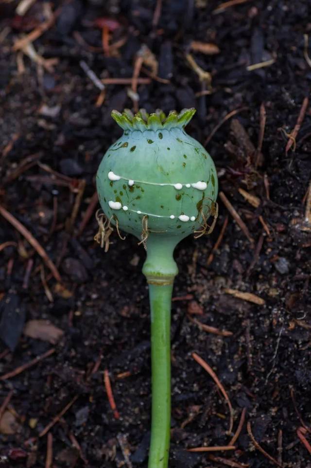 罂粟未成熟的果实表面覆盖着白粉.割破果实流出的白色液体含有吗啡.