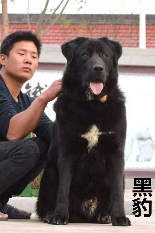 【山西纯种土犬养殖基地】三条精品种犬对外配种,价格面议!