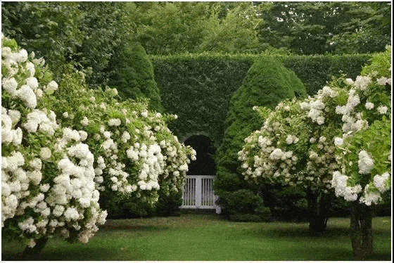 关于花园植物全方位养护,你需要知道这些