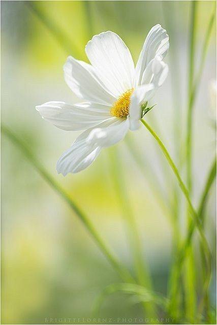 五月,做个内心向阳的人.