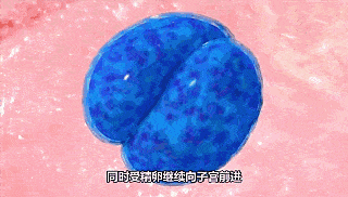 受精卵着床过程需要时间,身体的这些表现,说明"好孕"来临!