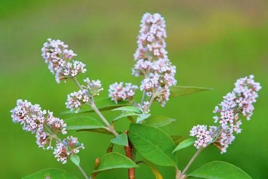 羊耳朵花(染黄色饭)