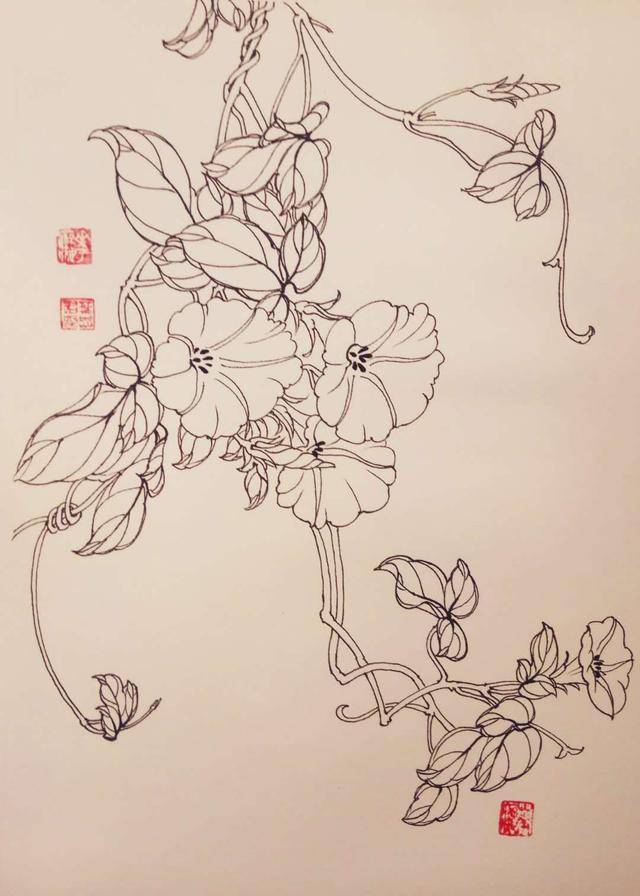 钢笔花卉白描达人叶志军先生的钢笔画分享