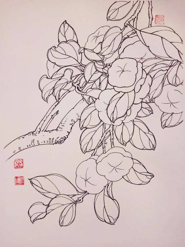 钢笔花卉白描达人叶志军先生的钢笔画分享