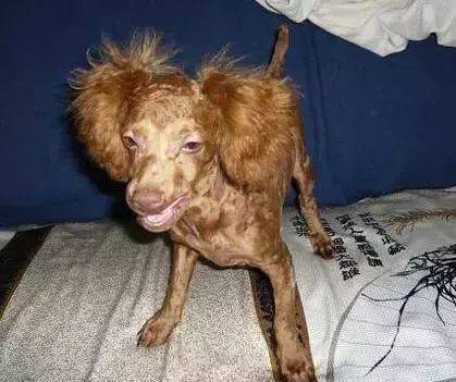 没有对比就没有伤害!泰迪美容前后对比照 ,堪称