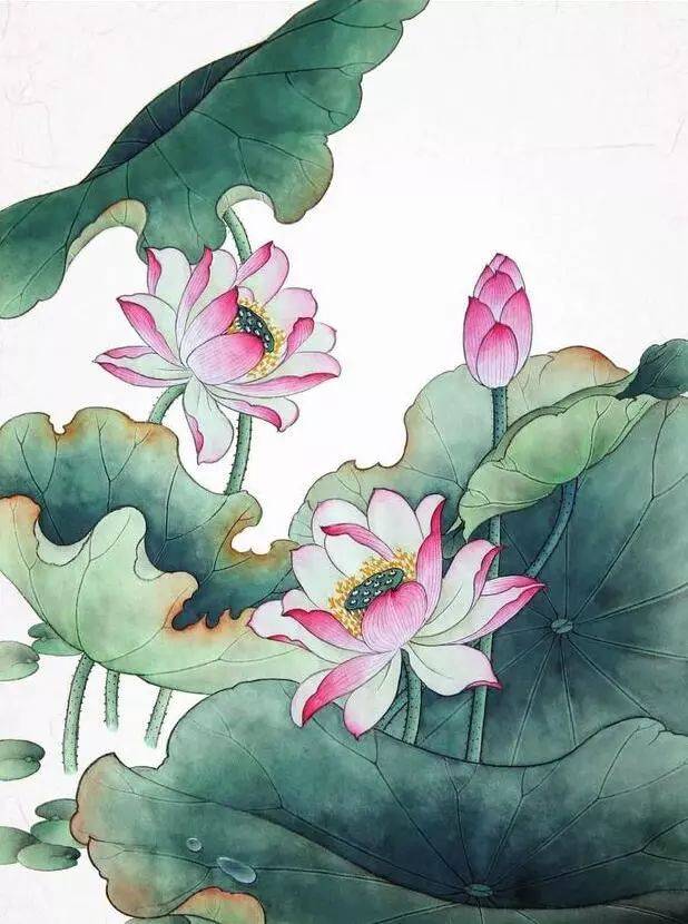 适合零基础学习的荷花工笔画步骤图解,收藏