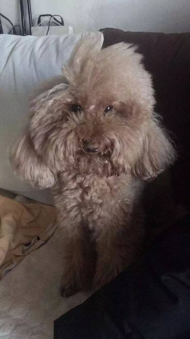 没有对比就没有伤害!泰迪美容前后对比照 ,堪称