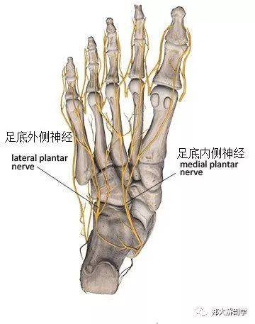 筋膜系列morton02病神经瘤和跖痛症