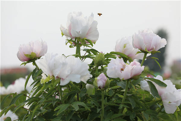 河北豐潤燕灃園:牡丹花開迎客來