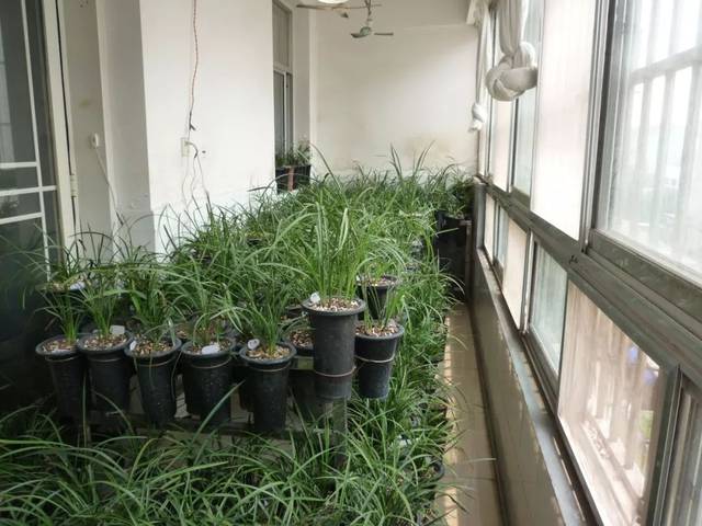 爱兰花的他十年后竟把阳台搞成了养兰场,他说满足六点咱也行!