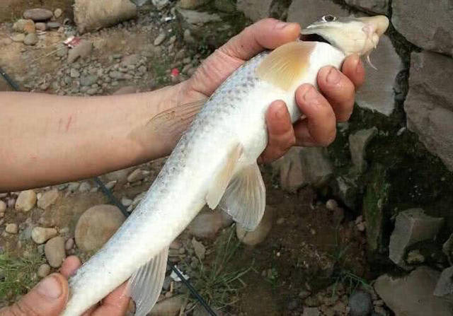 长江里渐渐消失的鱼种其中有一种尖头厚唇的鱼叫尖头棒