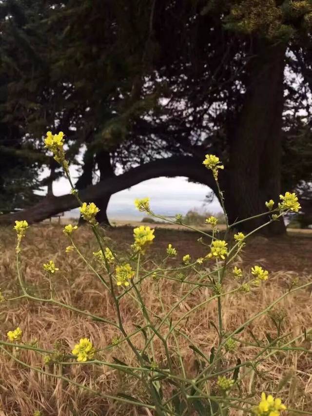 用之美—满地野花野草的季节·剪一把野花，插在花瓶里_手机搜狐网