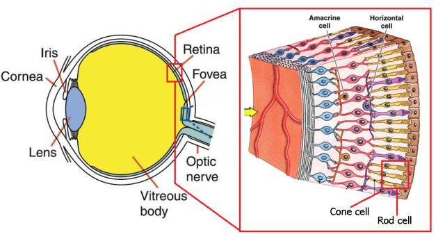 2, 视椎细胞(cone cell),负责日间视力,辨别颜色.