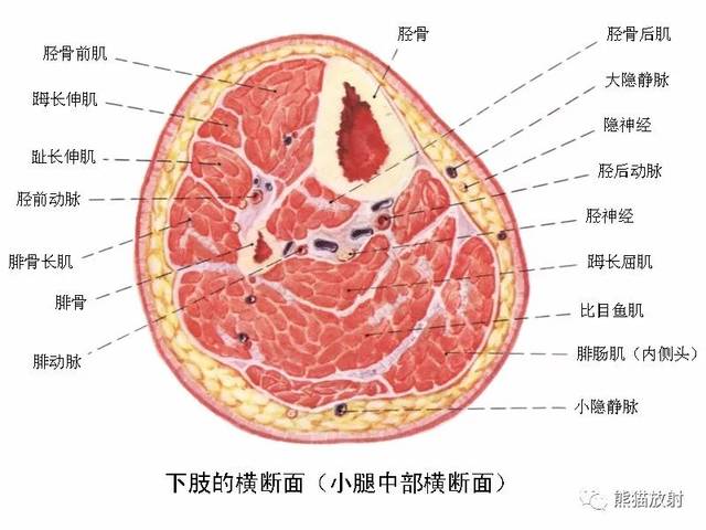 最全下肢血管系统解剖及cta