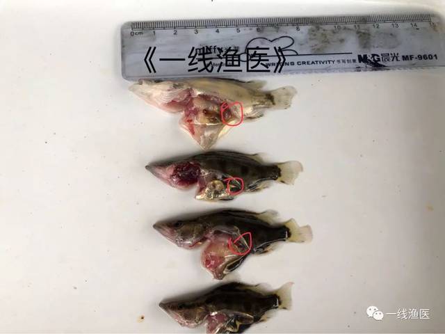 鱼波豆虫病图片