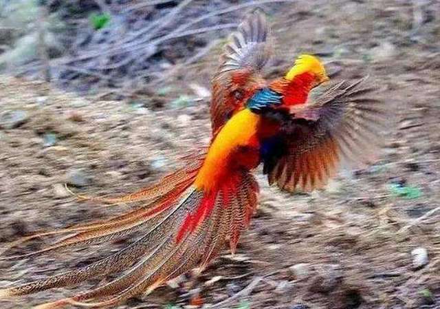 原来凤凰真的存在人人都在吃它你发现了吗