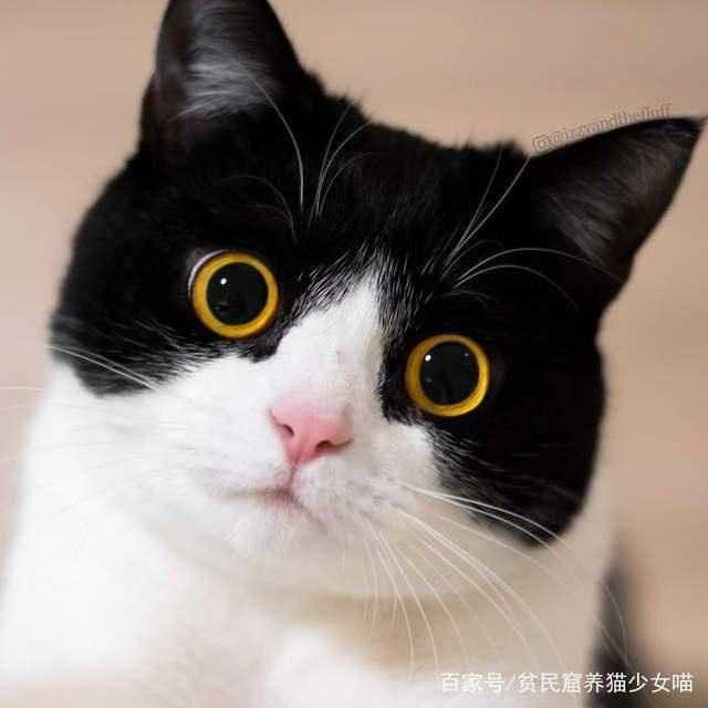 影帝级别的牛奶猫,两只圆圆的大眼睛,随手照一张都是表情包