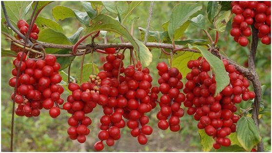 19冷饭坨 冷饭坨是木兰科南五味子属冷饭藤的果实,和五味子有点类似.