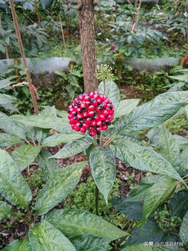 同样是人参为什么云南金平黑人参越南人参药材就比较昂贵呢