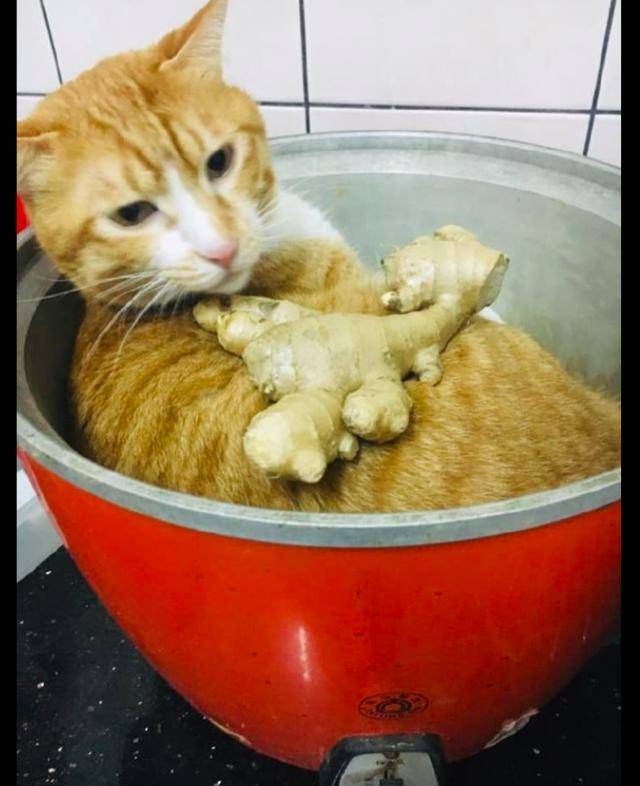 主人:炖猫汤,就是用猫炖成的汤!橘猫