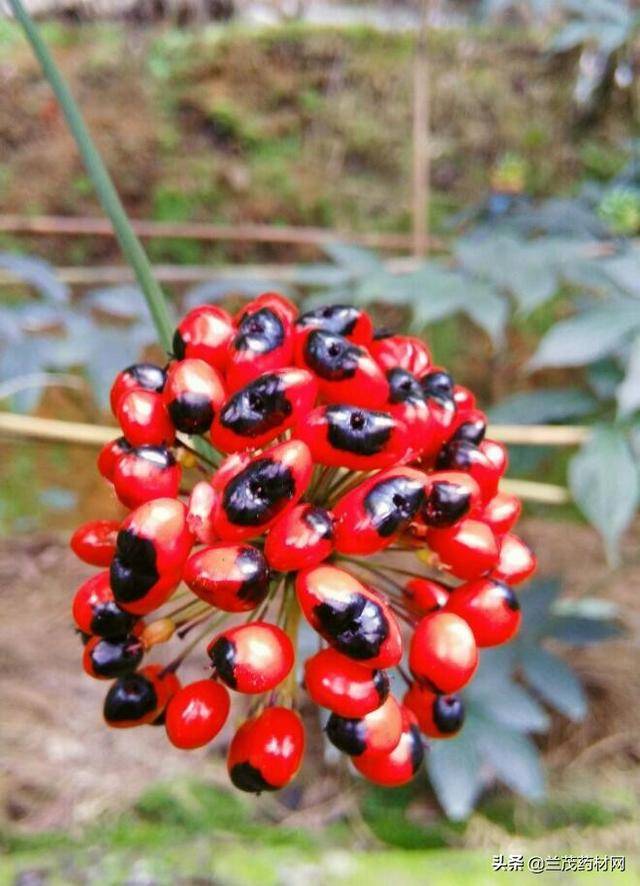 同样是人参,为什么云南金平黑人参(越南人参)药材就比较昂贵呢