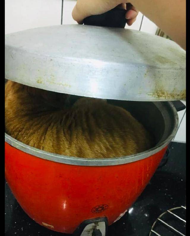 主人:炖猫汤,就是用猫炖成的汤!橘猫