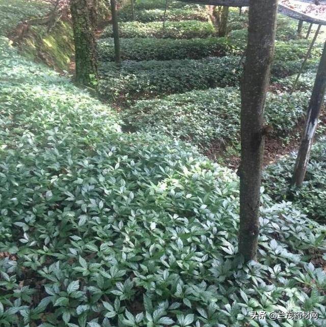 同样是人参,为什么云南金平黑人参(越南人参)药材就比较昂贵呢