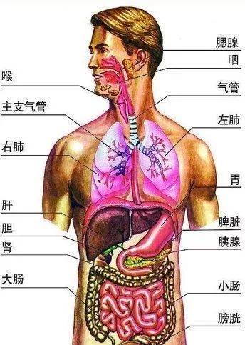 腹部器官位置图解图片