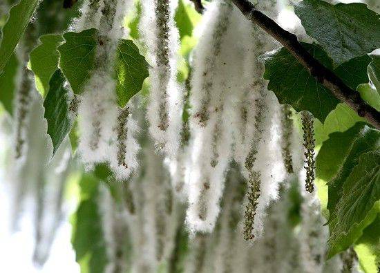 漫天恼人杨絮背后,隐藏着鲜为人知"拯救"北京的秘密!