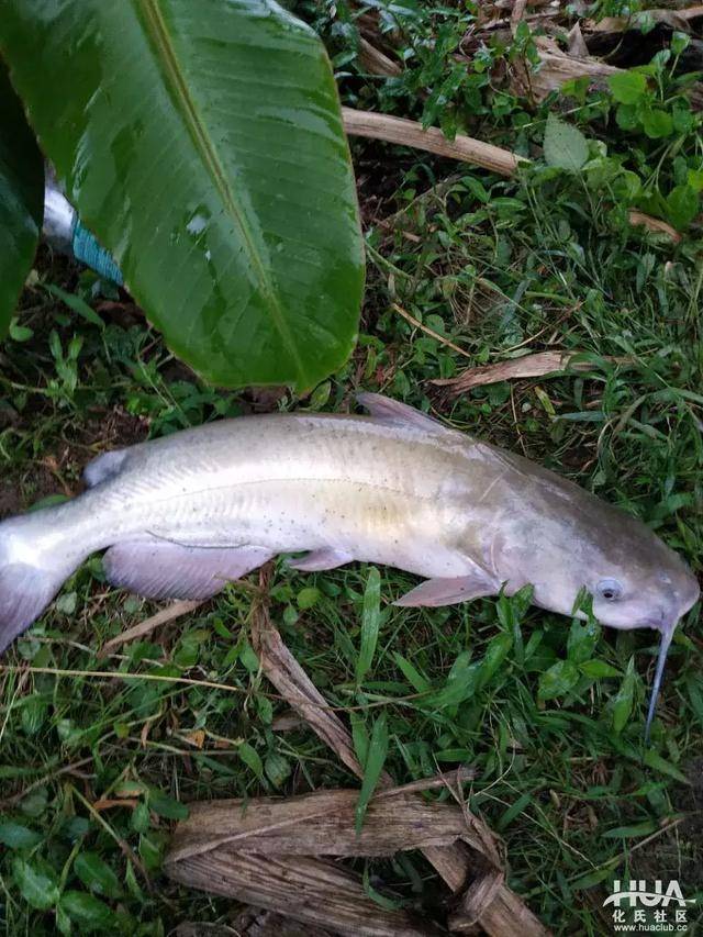 化氏饵料配方,黑坑狂拔西江钳鱼_手机搜狐网