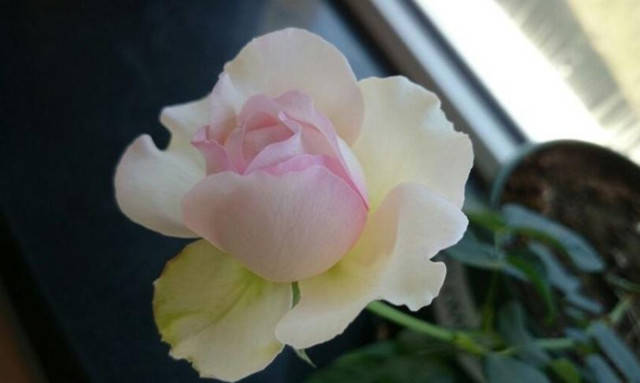 伊芙系列月季控的花友们有眼福啦!赶紧进来吸花吧!