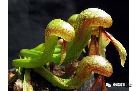 八大恐怖植物,有些可以虐杀动物!