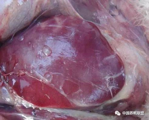 肠道空虚,无内容物,肠系膜苍白系膜内血管闭锁,气囊混浊,脾呈现大理石