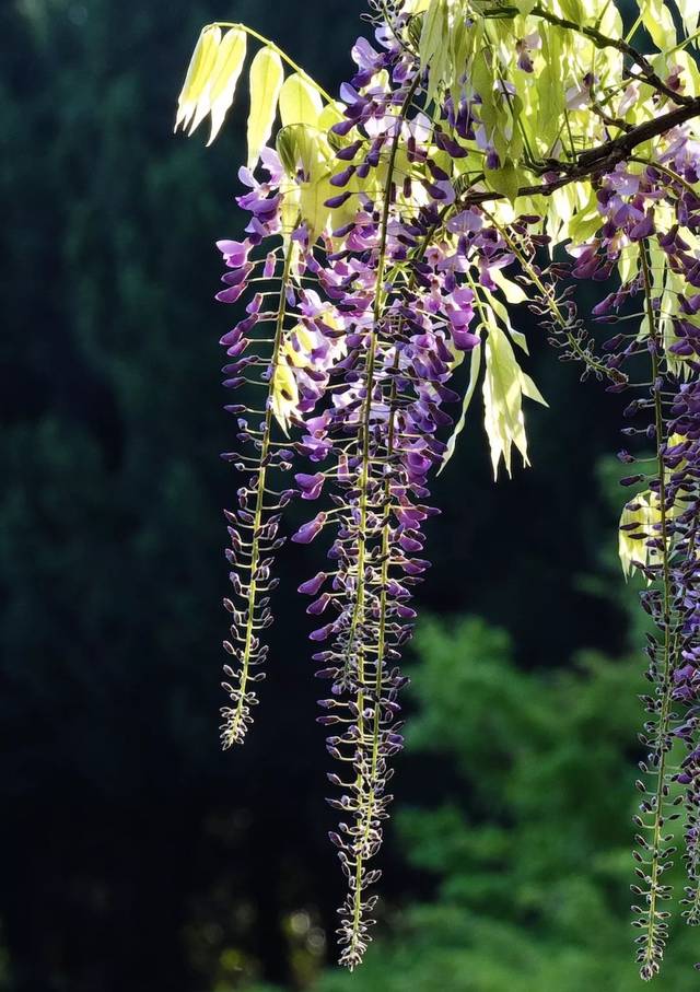 5月紫藤花开,学会这么拍真的就很美