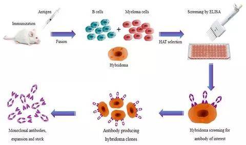 杂交瘤抗体技术示意图,图片来自frontiers in microbiology, 2017