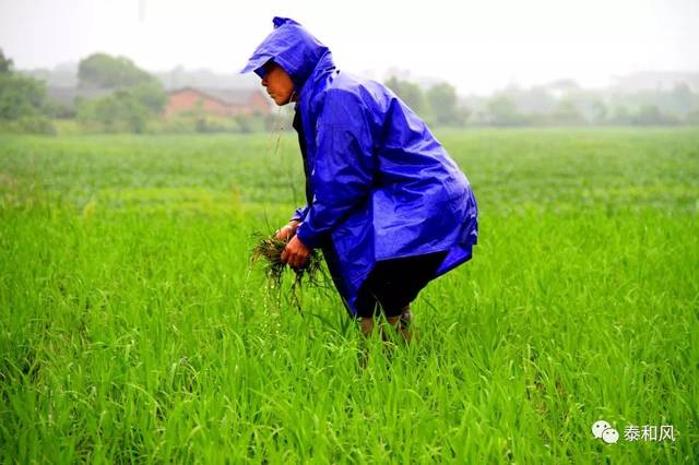 农民在雨中耘田
