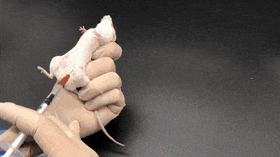 实验专栏丨小鼠腹腔注射,我为什么总是打不进或出血?