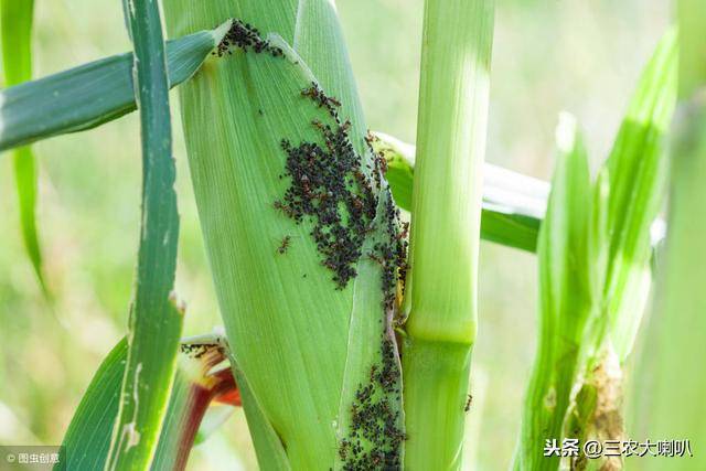 2019年玉米重大病虫害怎么防控?这套技术方案很实用!