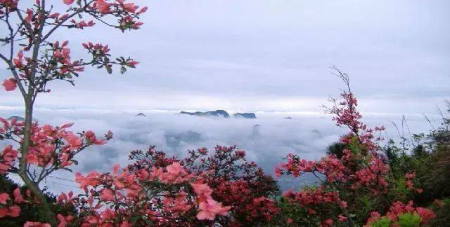 【杜鵑花海丨王順山】登天下第一孝山,賞千年杜鵑王