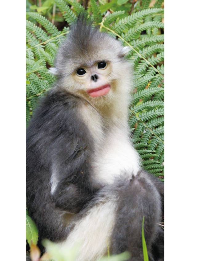 中国好书之《红唇美猴传奇》:一本关于中国奇猴的自