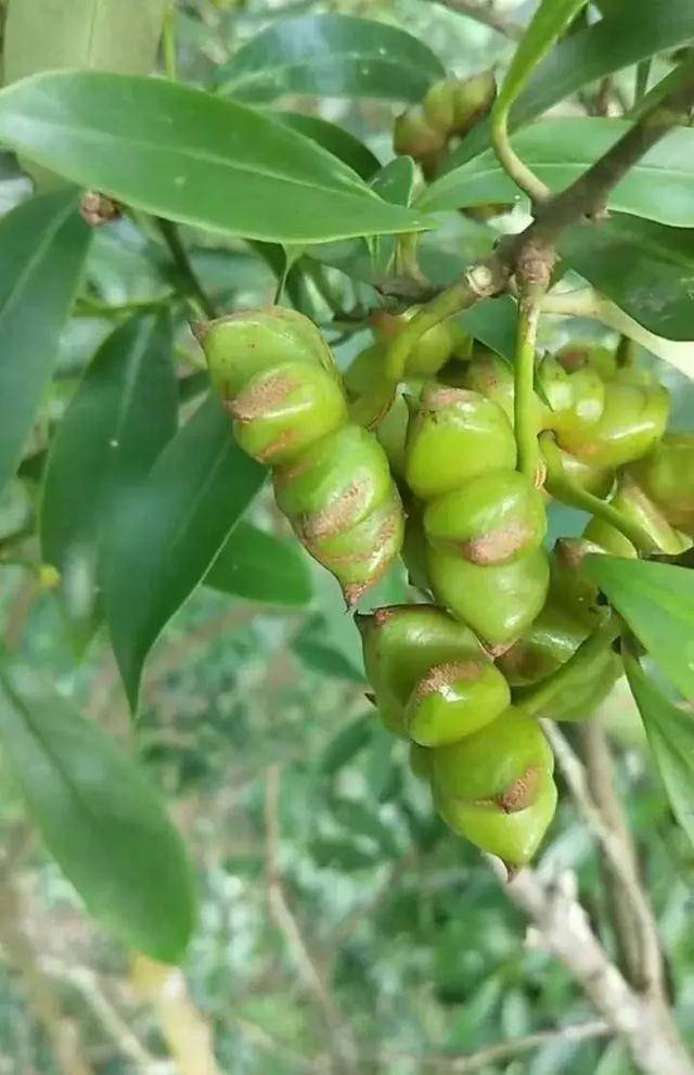 广西桂平:不起眼的矮八角成了当地农民的"致富树"