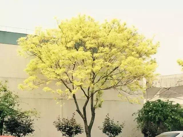 这5种常见金叶树目前市场上大量急缺行情大好