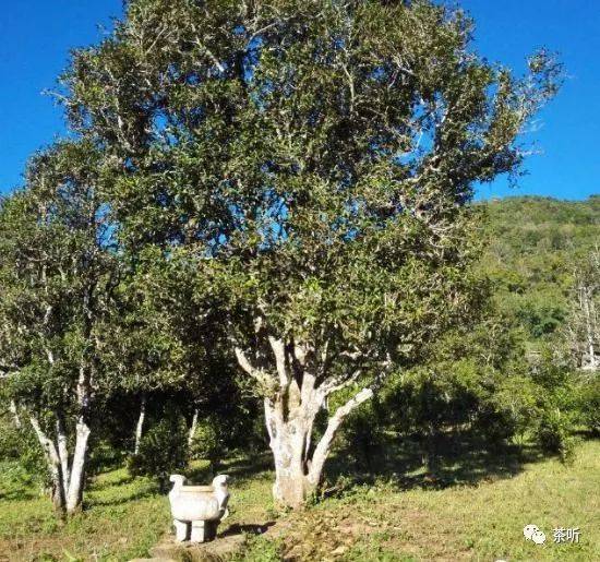 困鹿山古树茶价荣登云南69个著名茶山榜首