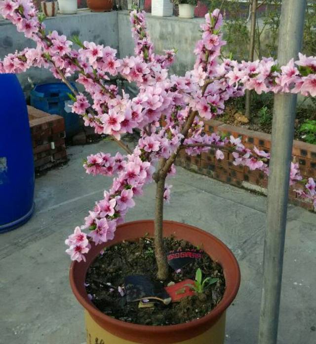 养护桃树盆栽常出现哪些问题?这些问题说不定正是你寻找的答案